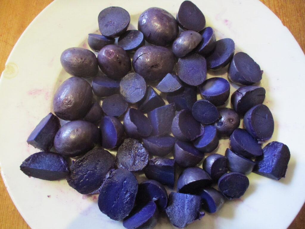 New purple potato Bleuet - a wonderful deep indigo-violet colour, firm texture and great flavour. Definitely a keeper