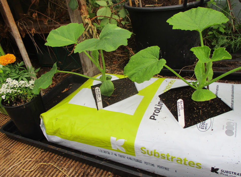 Squashes planted in late May 2022 in a homemade growbag of peat-free compost, sitting on a grow tray in the polytunnel - now growing well