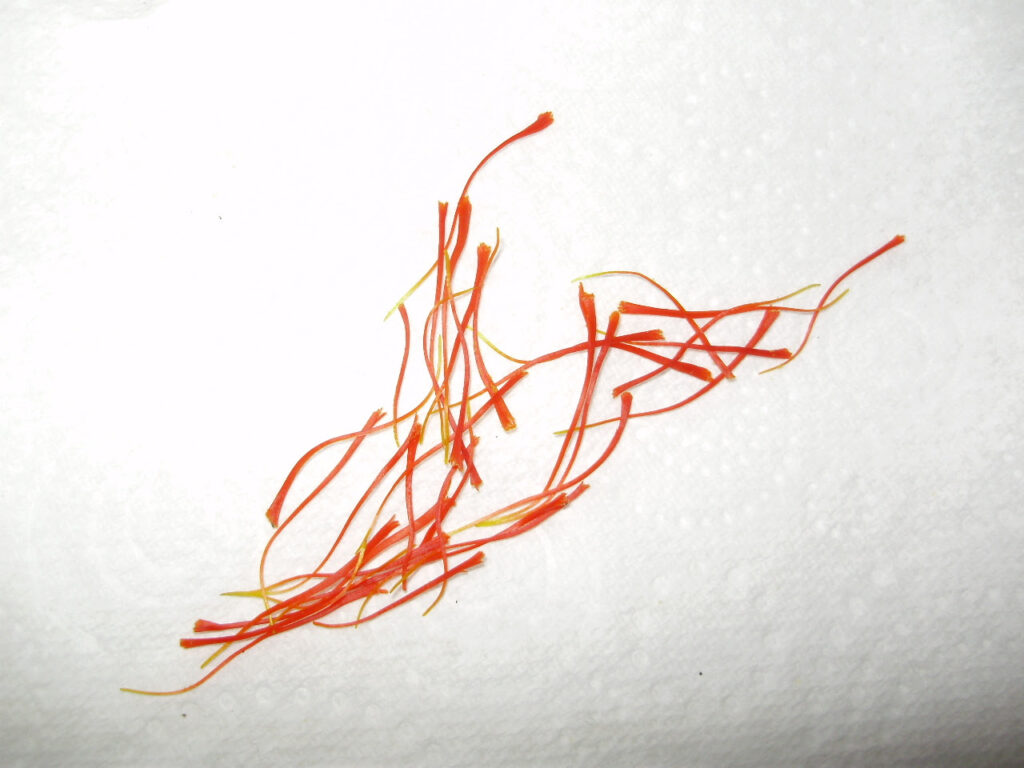 The aromatic thread-like stamens of saffron laid out to dry on paper kitchen towel 