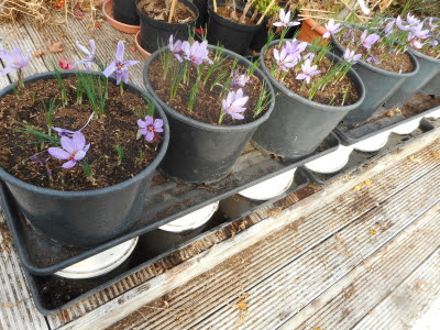 Mouse-proof Saffron growing in tubs on grow bag trays resting on upturned buckets sitting in water in grow bag trays - mice hate water!. The photo here shows my mouse-proof way of Saffron growing - in tubs on grow bag trays resting on upturned buckets sitting in water in grow bag trays. A bit complicated but it works, because mice HATE water!